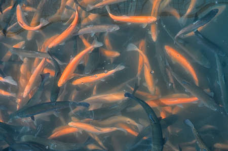 Golden and black trout in the fish farm splashing in the water, close-upの写真素材