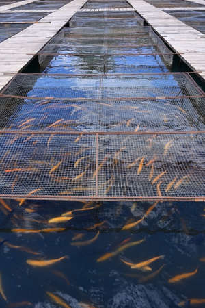 Aquaculture farm for breeding rainbow troutの写真素材
