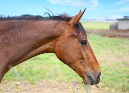 Portrait of a brown horse chewing grass on a rural farm on a summer dayの写真素材