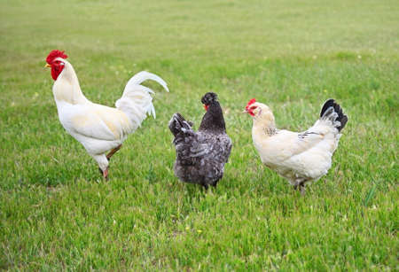 A rooster with chickens graze on the green lawn of a rural farm. Livestock in the villageの写真素材