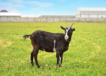 Black goat in a meadow of a goat farmの写真素材