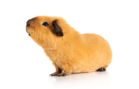 Guinea pig on studio white background. Isolated white pet photoの写真素材