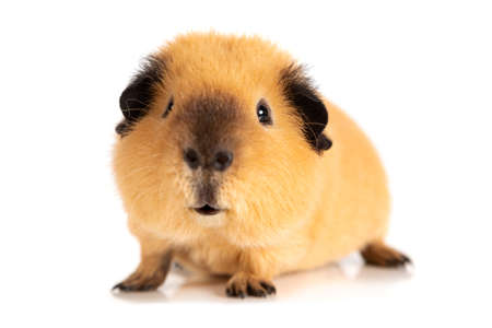 Adorable guinea pig isolated on white backgroundの写真素材
