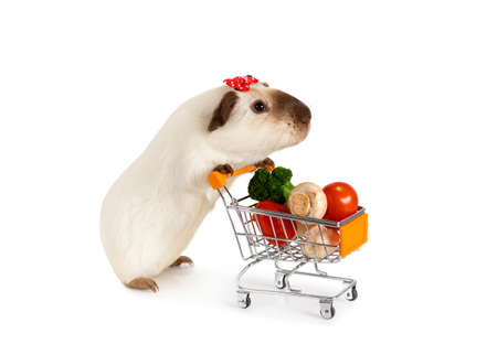 Funny guinea pig carries shopping cart full of vegetables isolated on a white backgroundの写真素材