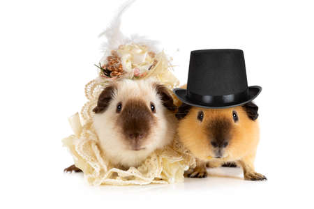 Funny couple of guinea pigs in clothes isolated on a white backgroundの写真素材