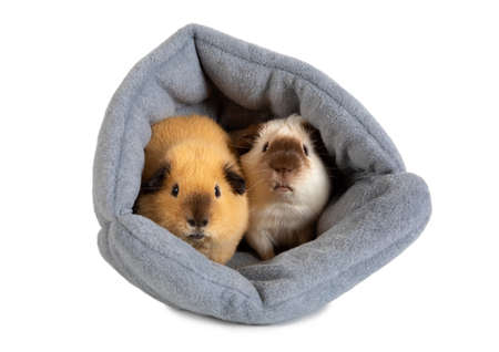 Two cute guinea pigs are sitting in their house isolated on a white backgroundの写真素材