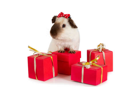 Adorable guinea pig with holiday gifts isolated on a white backgroundの写真素材