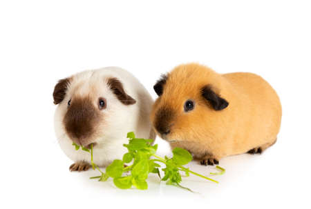 Lunch time. Two cute guinea pigs eating juicy greens isolated on a white backgroundの写真素材