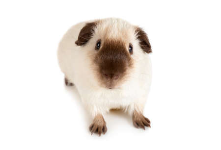 Cute Guinea pig, one year old, lying against white backgroundの写真素材