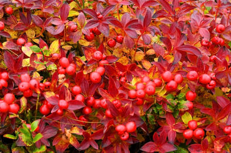 Full frame photo of a gaultheria bush with bright red berries, northern Russiaの写真素材