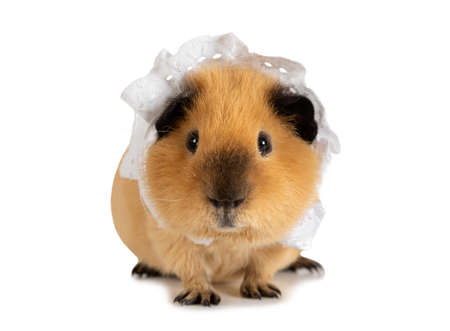 Nice red-haired guinea pig in a sleeping cap isolated on a white backgroundの写真素材