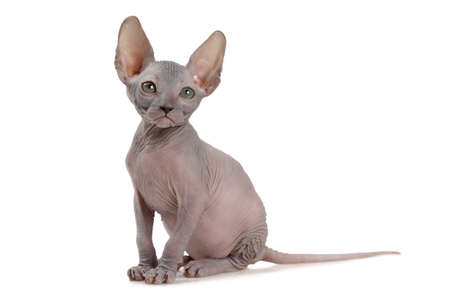 Pretty hairless Canadian Sphinx kitty cat (seven weeks old) isolated on white backgroundの写真素材