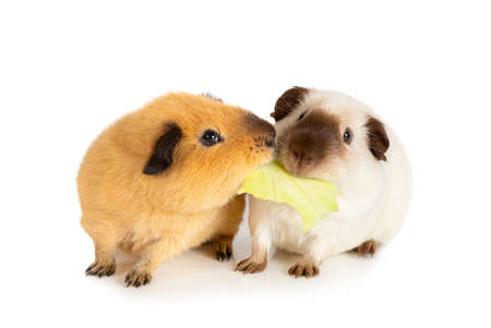 Lunch time. Two funny guinea pigs eating one cabbage leaf isolated on a white backgroundの写真素材