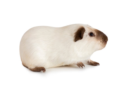 One year old Guinea pig lying against white backgroundの写真素材