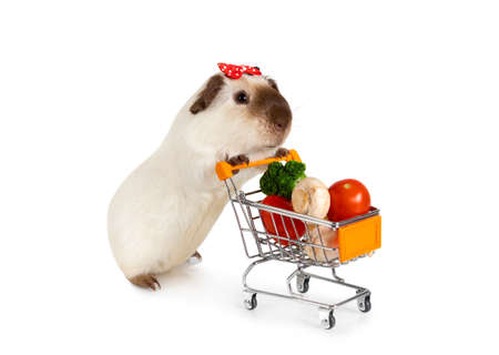Sweet guinea pig carries shopping cart full of vegetables isolated on a white backgroundの写真素材