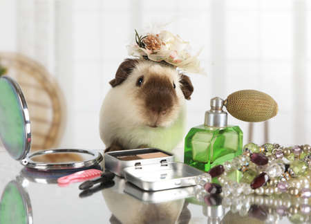 Amusing guinea pig looks in a cosmetic mirror at the makeup table indoorsの写真素材