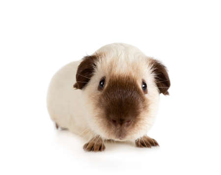 Nice Guinea pig, one year old, lying against white backgroundの写真素材