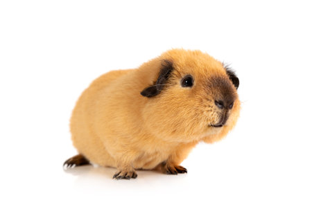 Lovely guinea pig portrait isolated on white backgroundの写真素材