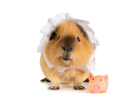 Amusing red haired guinea pig in a sleeping cap with a little toy pig in front of white backgroundの写真素材