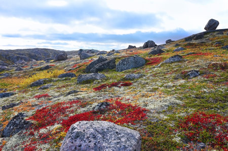 Landscape of wild nature in autumn on the Kola Peninsula in northern Russiaの写真素材