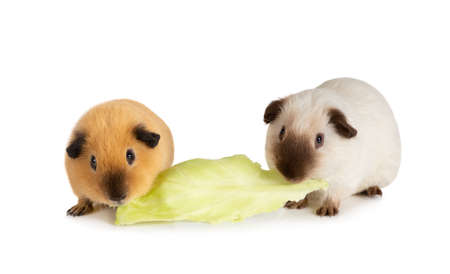 Lunch time. Two likable guinea pigs eating one cabbage leaf isolated on a white backgroundの写真素材