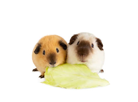 Lunch time. Two cutie guinea pigs eating one cabbage leaf isolated on a white backgroundの写真素材