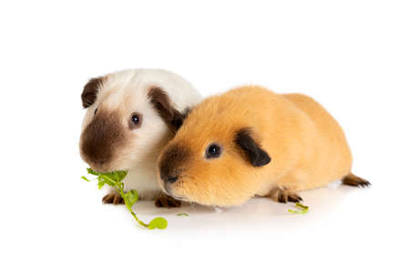 Lunch time. Two cutie guinea pigs eating juicy greens in front of white backgroundの写真素材