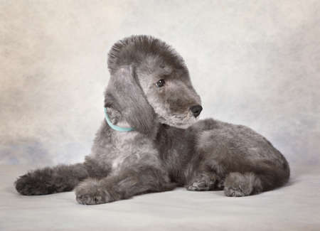 Two month old Bedlington Terrier puppy dog lying in the studio on a gray backgroundの写真素材