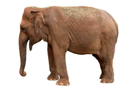 Large elephant with a straw on its back isolated on a white backgroundの写真素材