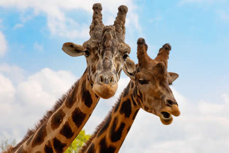 Portrait of a couple of giraffes on blue sky background. Wildlife scene with animalの写真素材