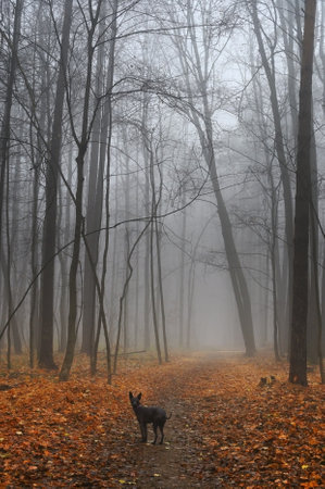 Mexican Hairless Xoloitzcuintli dog in the morning misty forest in autumnの写真素材