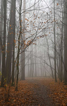A path in a misty forest on a morning autumn dayの写真素材