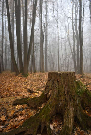 An old stump covered with moss in a misty forest on a morning autumn dayの写真素材