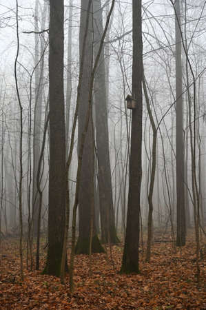 Fantastic morning fog in the autumn forestの写真素材