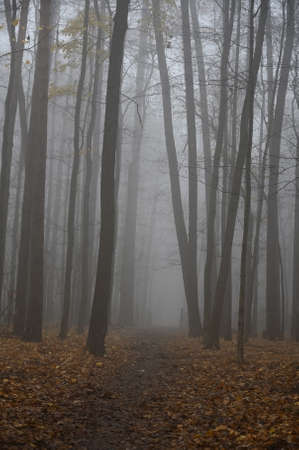 Fog in the early morning in an empty autumn forestの写真素材