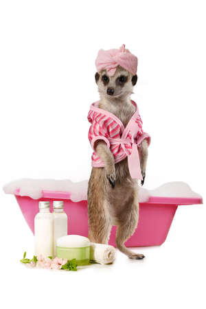 Funny meerkat takes a bathroom isolated on a white backgroundの写真素材