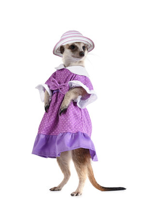 Cute meerkat in a dress and hat isolated on a white backgroundの写真素材