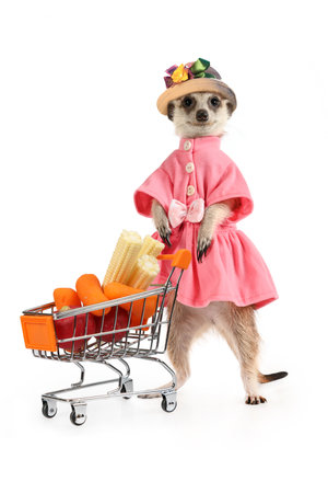 Funny meerkat in a dress and hat with a food cart full of groceries isolated on a white backgroundの写真素材
