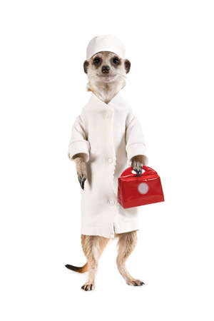 Funny meerkat doctor in a white coat and a first aid kit isolated on a white backgroundの写真素材