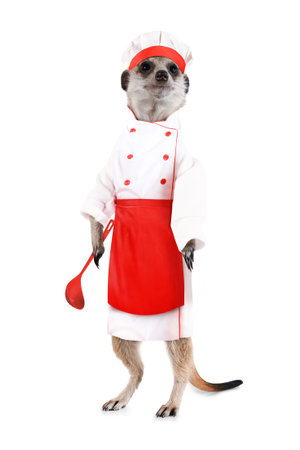 Funny meerkat chef in an apron and with a ladle isolated on a white backgroundの写真素材