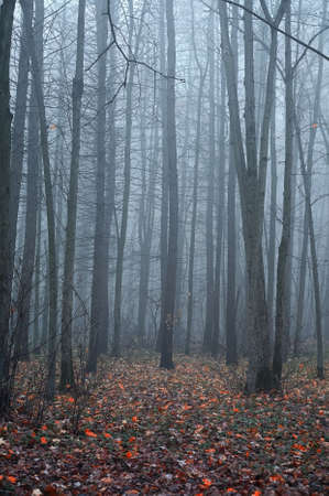 Morning fog in an empty autumn forestの写真素材