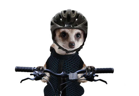 Funny meerkat cyclist wearing a protective helmet sitting on a bicycle isolated on a white backgroundの写真素材