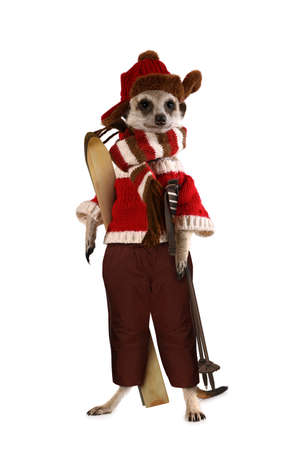 Funny meerkat skier in sportswear with skis isolated on a white backgroundの写真素材