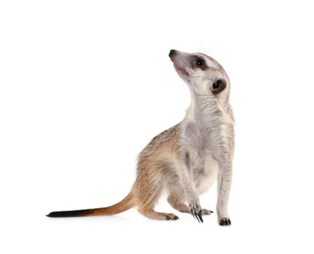 Funny meerkat looks up isolated on a white backgroundの写真素材