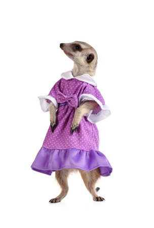 Funny meerkat dressed in a blue dress isolated on a white backgroundの写真素材
