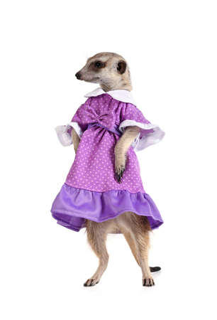 Cute meerkat dressed in a blue dress isolated on a white backgroundの写真素材