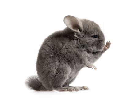 Cute little two month old grey chinchilla posing in the studio isolated on a white backgroundの写真素材