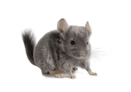 Funny little two month old grey chinchilla isolated on a white backgroundの写真素材