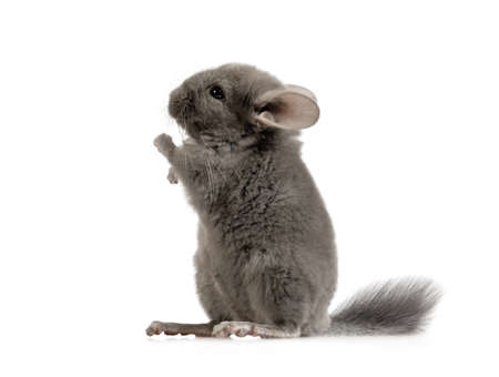 Sweet little two month old grey chinchilla posing in the studio isolated on a white backgroundの写真素材