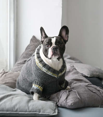 Cute French bulldog dressed in a knitted sweater sitting at home on pillows by the windowの写真素材